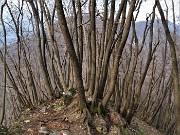 Benedetta primavera sui sentieri per il Monte Ubione da Ubiale-18mar23 - FOTOGALLERY